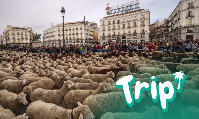 Ovelhas encheram as ruas de Madrid, seguindo uma antiga rota de pastoreio