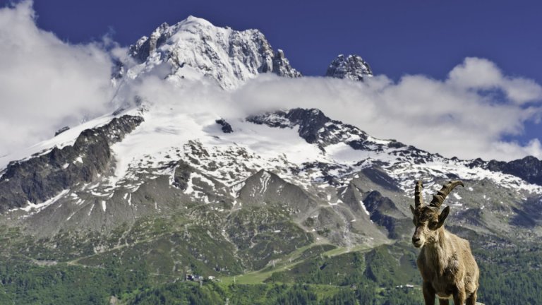 O tesouro do Mont Blanc foi leiloado