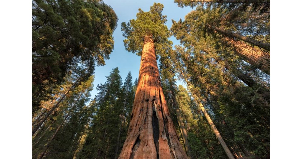 Califórnia está tentando tornar invisível a árvore mais alta do mundo